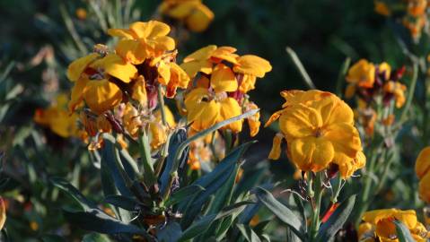 Fotografia da espécie Erysimum cheiri