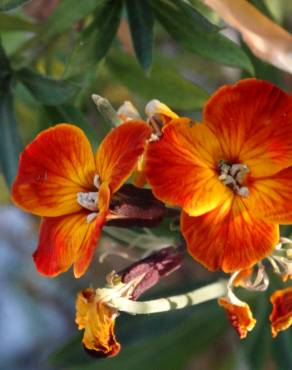 Fotografia 13 da espécie Erysimum cheiri no Jardim Botânico UTAD