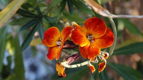 Fotografia da espécie Erysimum cheiri