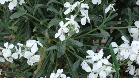 Fotografia da espécie Matthiola incana subesp. incana