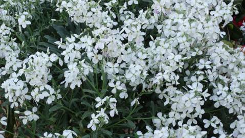 Fotografia da espécie Matthiola incana subesp. incana