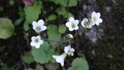 Fotografia da espécie Saxifraga granulata