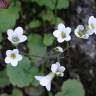 Fotografia 13 da espécie Saxifraga granulata do Jardim Botânico UTAD