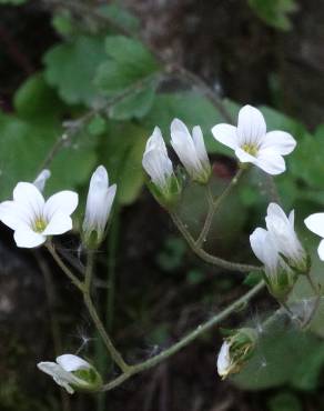 Fotografia 14 da espécie Saxifraga granulata no Jardim Botânico UTAD