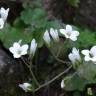 Fotografia 14 da espécie Saxifraga granulata do Jardim Botânico UTAD