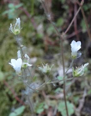 Fotografia 15 da espécie Saxifraga granulata no Jardim Botânico UTAD