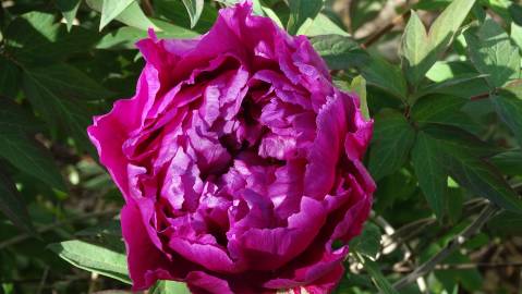 Fotografia da espécie Paeonia × suffruticosa