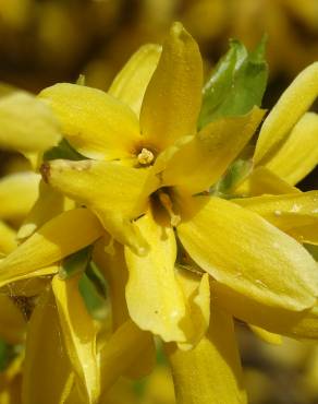 Fotografia 7 da espécie Forsythia x intermedia no Jardim Botânico UTAD