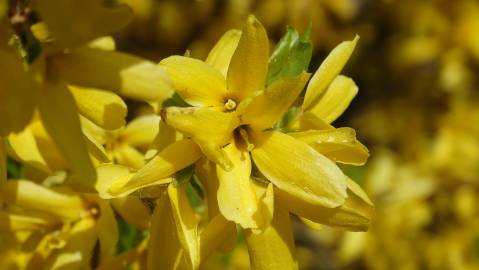 Fotografia da espécie Forsythia x intermedia