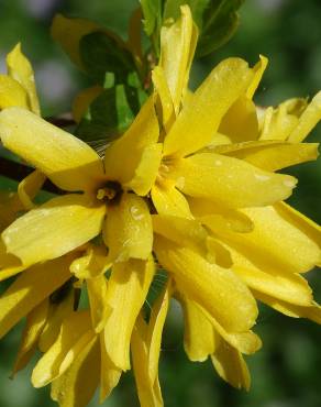 Fotografia 8 da espécie Forsythia x intermedia no Jardim Botânico UTAD