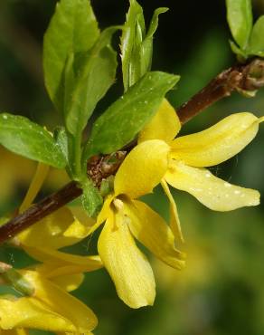 Fotografia 9 da espécie Forsythia x intermedia no Jardim Botânico UTAD