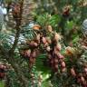 Fotografia 14 da espécie Abies pinsapo do Jardim Botânico UTAD