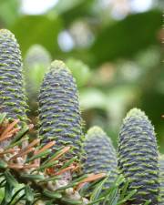 Fotografia da espécie Abies pinsapo