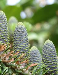 Abies pinsapo