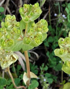 Fotografia 19 da espécie Euphorbia helioscopia subesp. helioscopia no Jardim Botânico UTAD