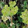 Fotografia 19 da espécie Euphorbia helioscopia subesp. helioscopia do Jardim Botânico UTAD