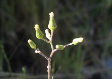 Fotografia da espécie Senecio lividus