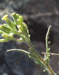 Senecio lividus