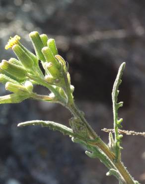 Fotografia 1 da espécie Senecio lividus no Jardim Botânico UTAD