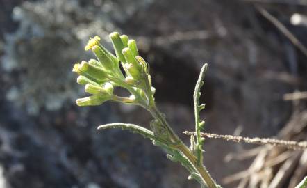 Fotografia da espécie Senecio lividus