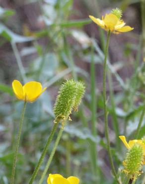 Fotografia 8 da espécie Ranunculus ollissiponensis subesp. ollissiponensis no Jardim Botânico UTAD