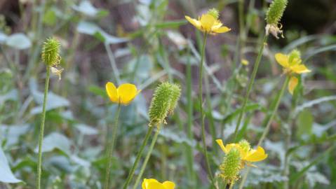 Fotografia da espécie Ranunculus ollissiponensis subesp. ollissiponensis