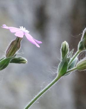 Fotografia 13 da espécie Silene marizii no Jardim Botânico UTAD