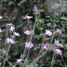 Fotografia 14 da espécie Silene marizii do Jardim Botânico UTAD