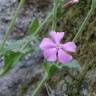 Fotografia 15 da espécie Silene marizii do Jardim Botânico UTAD
