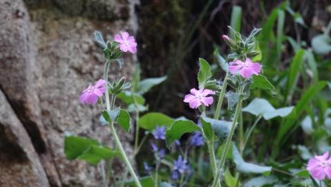 Fotografia da espécie Silene marizii