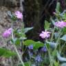 Fotografia 16 da espécie Silene marizii do Jardim Botânico UTAD