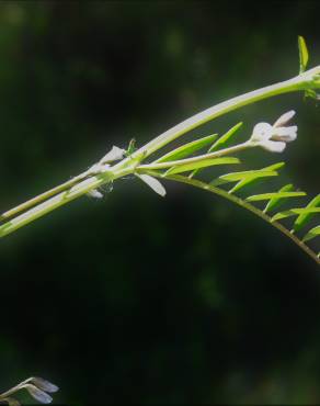 Fotografia 17 da espécie Vicia hirsuta no Jardim Botânico UTAD