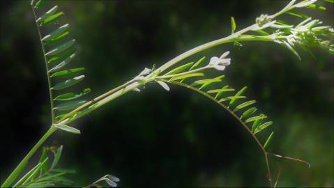 Fotografia da espécie Vicia hirsuta