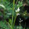 Fotografia 19 da espécie Vicia hirsuta do Jardim Botânico UTAD