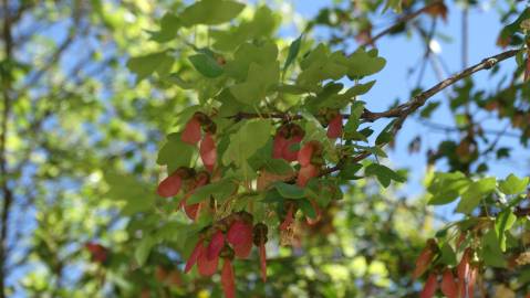 Fotografia da espécie Acer monspessulanum