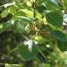 Fotografia 17 da espécie Acer monspessulanum do Jardim Botânico UTAD