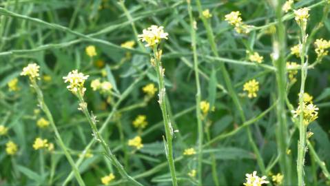 Fotografia da espécie Sisymbrium officinale