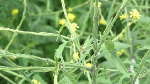 Fotografia da espécie Sisymbrium officinale