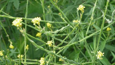 Fotografia da espécie Sisymbrium officinale