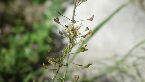 Fotografia da espécie Anthriscus caucalis