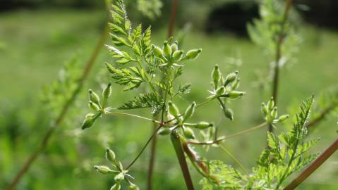 Fotografia da espécie Anthriscus caucalis