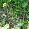 Fotografia 12 da espécie Capsella bursa-pastoris do Jardim Botânico UTAD