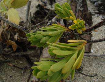 Fotografia da espécie Suriana maritima
