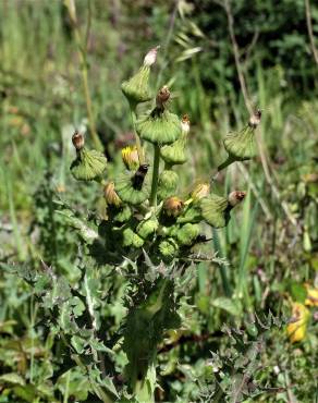 Fotografia 8 da espécie Sonchus oleraceus no Jardim Botânico UTAD