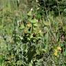 Fotografia 8 da espécie Sonchus oleraceus do Jardim Botânico UTAD