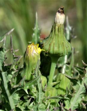 Fotografia 9 da espécie Sonchus oleraceus no Jardim Botânico UTAD