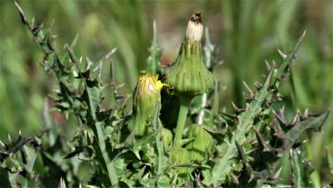 Fotografia da espécie Sonchus oleraceus