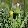 Fotografia 9 da espécie Sonchus oleraceus do Jardim Botânico UTAD