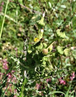 Fotografia 10 da espécie Sonchus oleraceus no Jardim Botânico UTAD