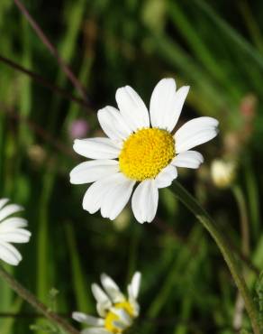 Fotografia 17 da espécie Anthemis arvensis subesp. arvensis no Jardim Botânico UTAD